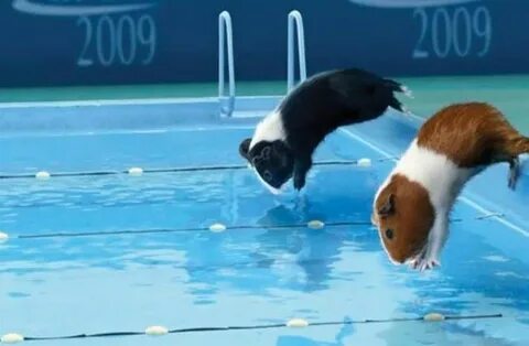 They swim now