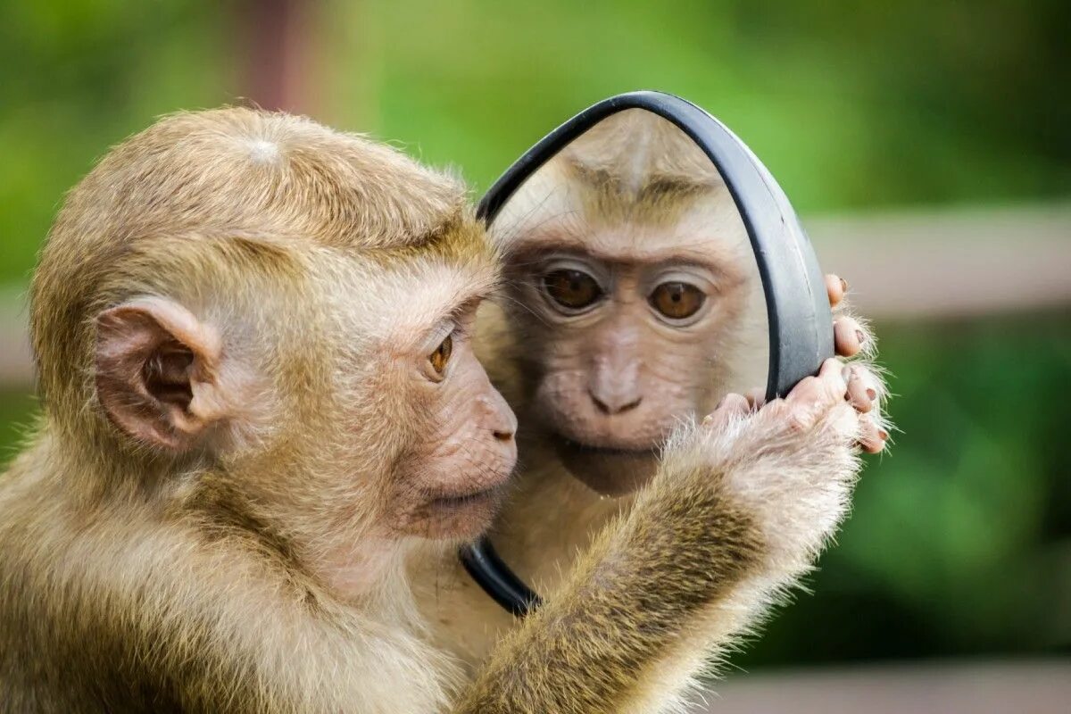 Am monkey