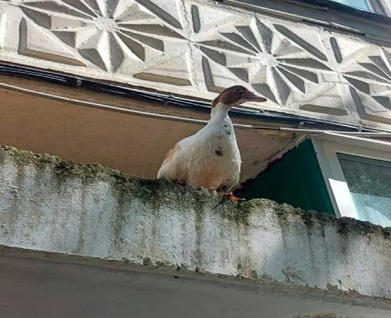 Кота с козырька достали мчс. Вид с 9 этажа ночью. Чапаева 53 нижневартовск. Козырек подъезда зимой. Под козырьком стою ты не пришел очень.