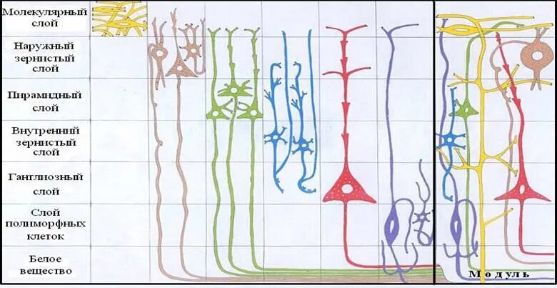 Слои клеток головного мозга. Схема слоев коры головного мозга. Нейронные слои коры головного мозга. Модульный принцип организации коры полушарий большого мозга.