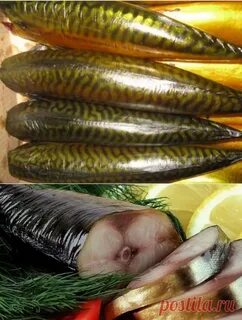 Скумбрия холодного копчения домашний рецепт