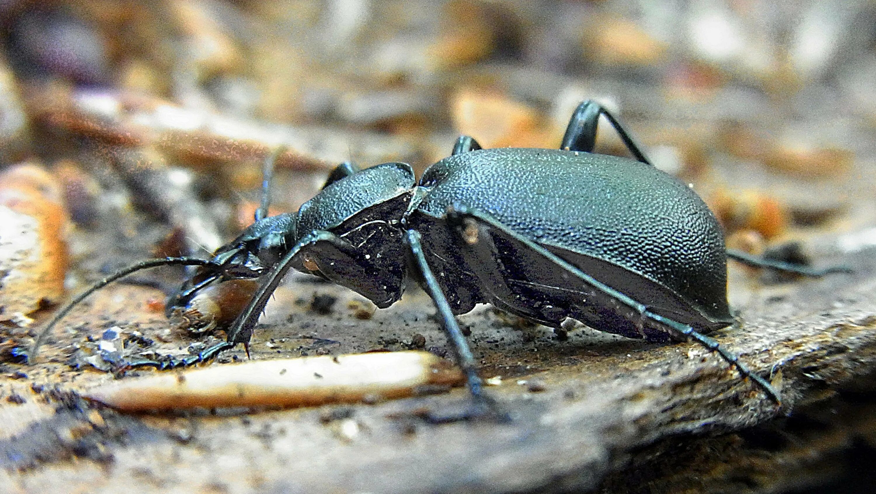 Настоящая жизнь жука. Cychrus caraboides. Жук Cychrus caraboides (. Жужелица-улиткоед - Cychrus caraboides (Linnaeus, 1785). Жужелица и улитка.