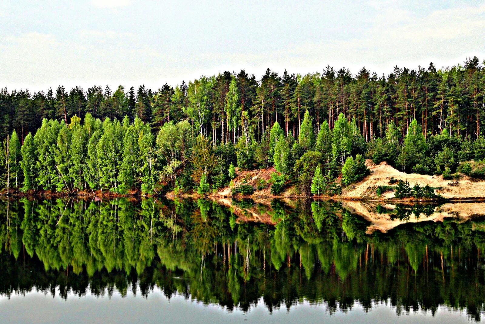 Леса. Российский лес. Леса России фото. Лесное богатство россии