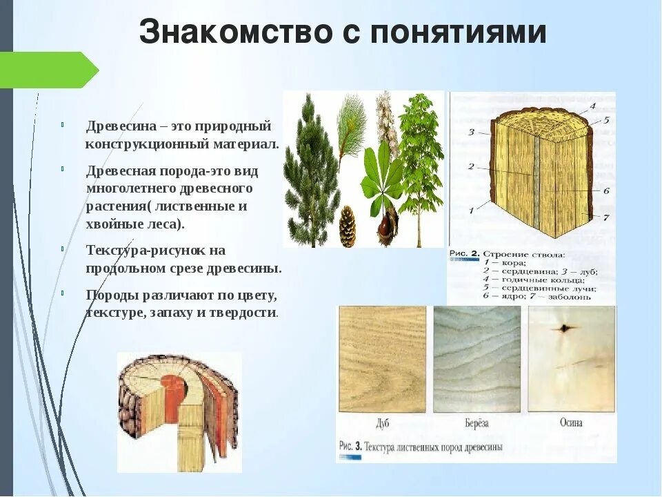 Натуральные виды деревьев
