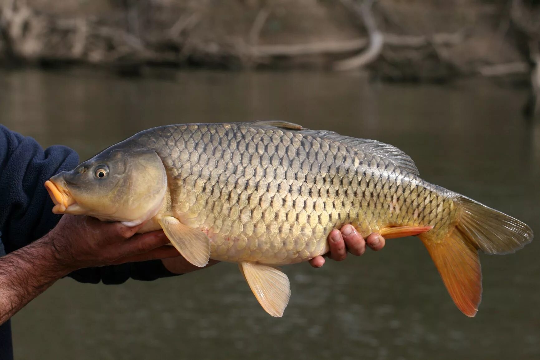 Амурский сазан. Сазан (Cyprinus Carpio). Карп (Cyprinus Carpio). Карп обыкновенный – Cyprinus Carpio. Карповые какие рыбы