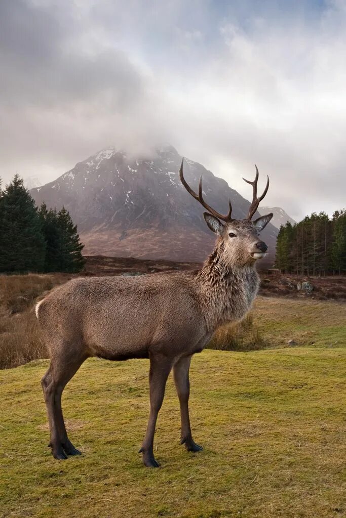 Scotland animal. Высокогорье Шотландия олень. Шотландия благородный олень. Кавказский благородный олень. Олени Кавказа.