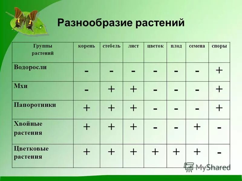 Группа трав 1. Таблица разнообразие растений. Разнообразие расьений 3 кл. Разнообразие растений таблица 3 класс. Группы растений водоросли мхи.