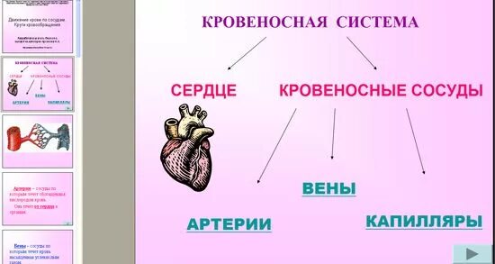 тест по кровеносным сосудам