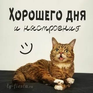 Хорошего дня коты