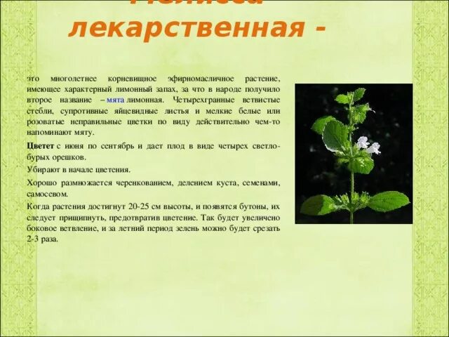 Приведите примеры лекарственных растений Как обустроить лечебную грядку у себя на огороде Траволечение, Удобрение для сад