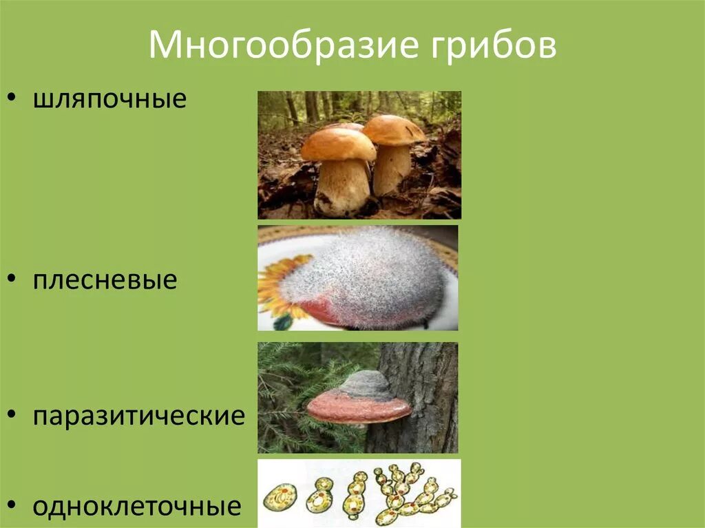 Тема многообразие и значение грибов. Разнообразие грибов в природе. Разнообразие царства грибов. Царство грибы. Многообразие шляпочных грибов.