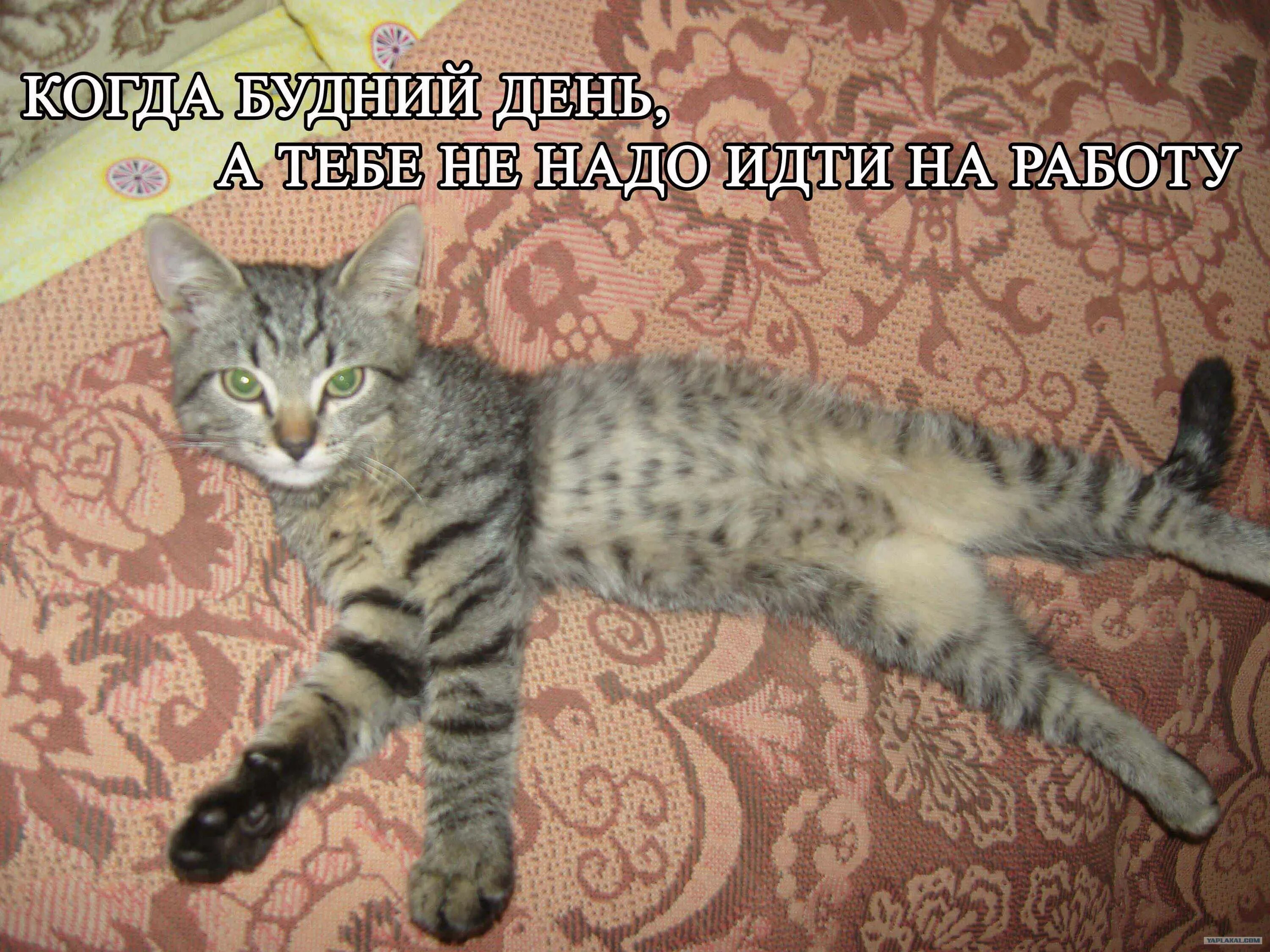 Когда нужно идти на работу. Когда нужно идти на работу. Приколы про работу. Спать боюсь после того как поспишь. Доброе утро идем на работу.