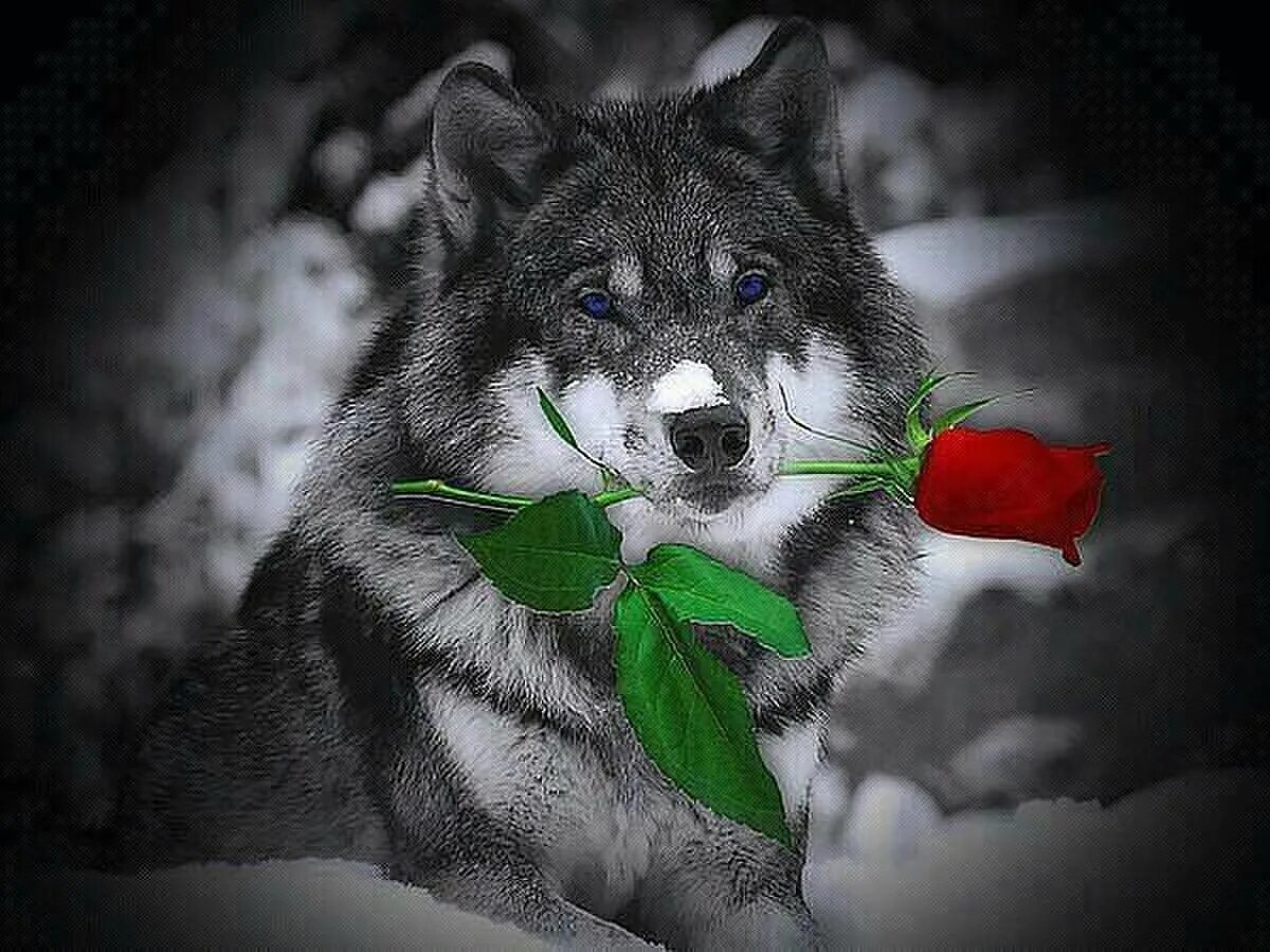 Про жизнь волков. Волк одиночка статусы. Волк с розой. Влюбленный волк не хищник. Волк с надписью.