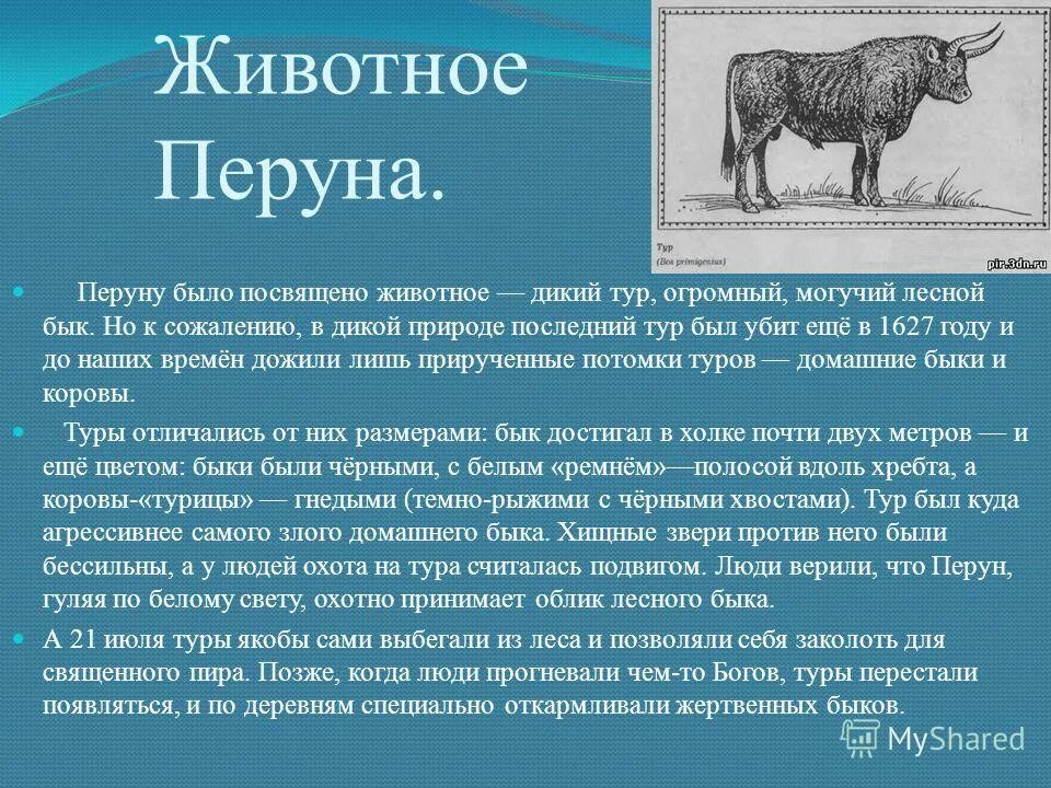 Характеристика рыбы быка