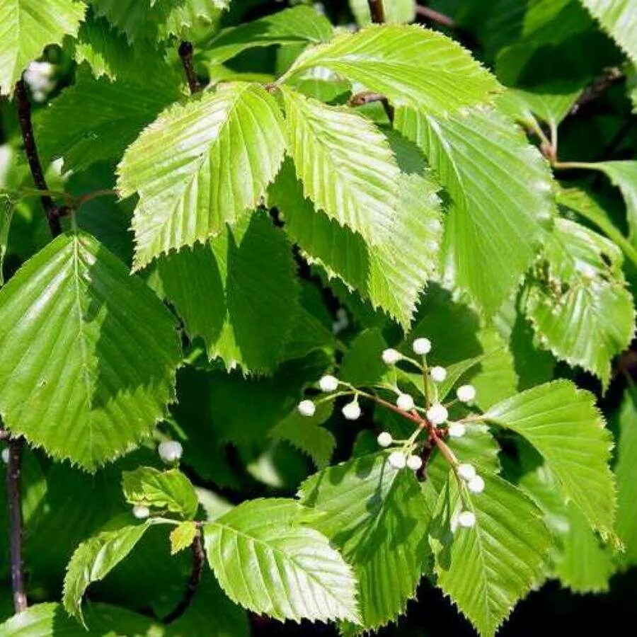 Листья кустов фото с названиями. Вяз карагач. Ильм вяз дерево. Ulmus glabra вяз. Вяз граболистный (Ulmus suberosa).