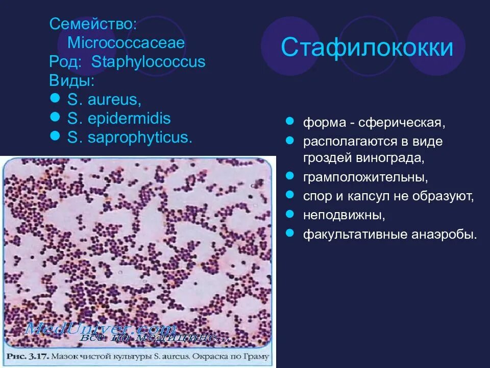 Формы стафилококковой инфекции