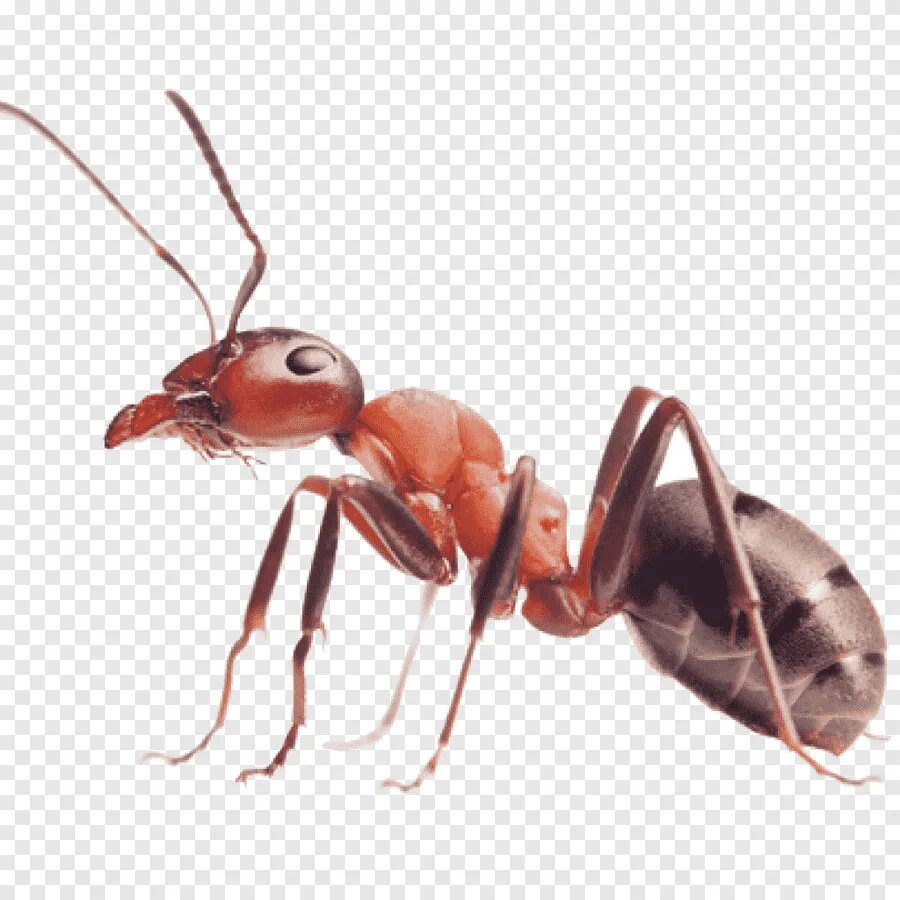Мирмицины муравьи. Муравей настоящий. Насекомые муравей. Муравей без фона.
