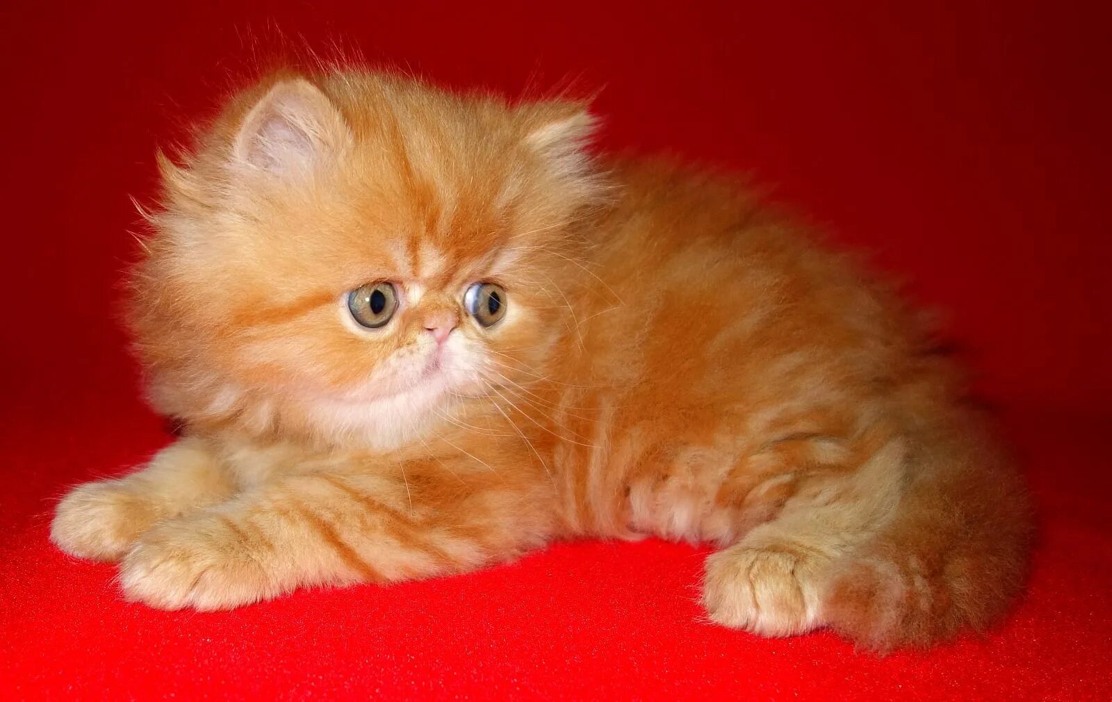 Экзот красный мрамор. Персидские котята. Персидская кошка белая. Стоит персидский котенок. Экзот длинношерстный рыжий.