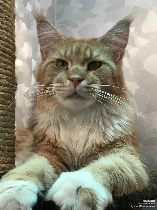 Мейн кун котенок. Мейн кун амур. Мейн кун и скоттиш фолд. Мейн кун кот вязка. Мейн кун вязка.