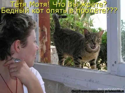 Снова кота