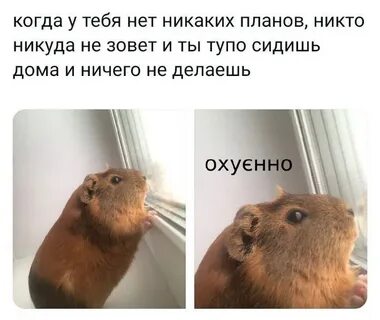 Никаких планов