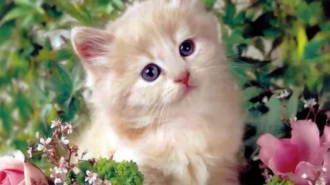 Des chats
