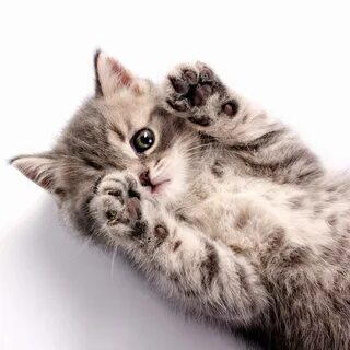 This is kitten