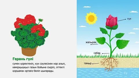 Жапондық топтық порно фильмдер