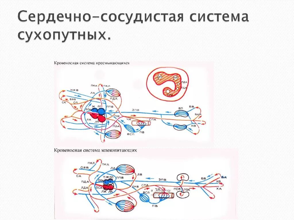 Сердечно сосудистая система животных. Сердечно сосудистая система коровы. сердечно сосудистая система млекопитающих. сердечно сосудистая система животных анатомия. строение сердечно сосудистой системы животного.
