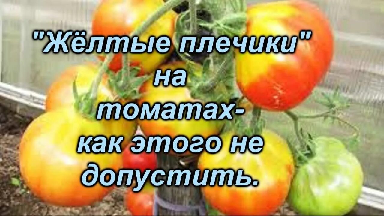 Желтые плечики у томатов. Желтеют верхушки помидор. Желтые плечики у томатов. От желтых плечиков на томатах. Помидоры в теплице.