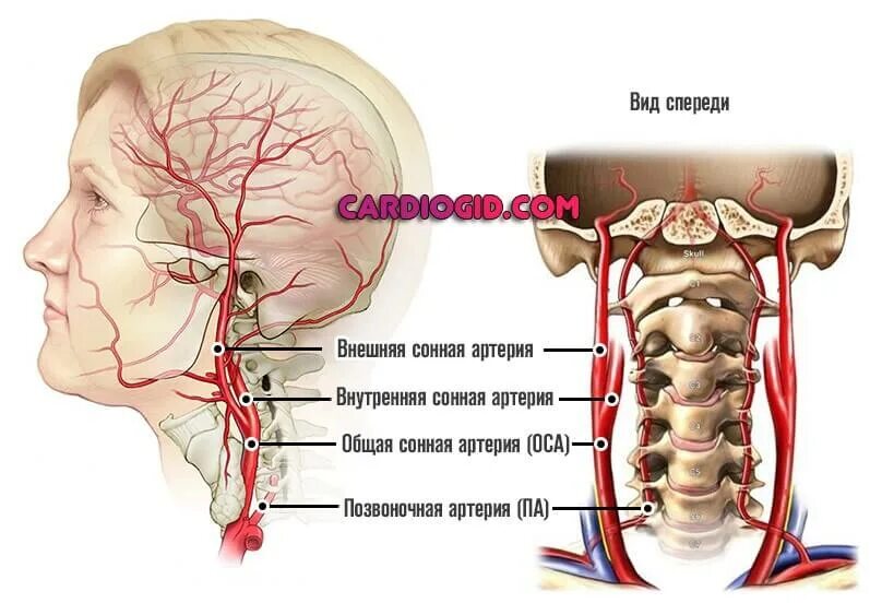 Общая Сонная артерия располагается. Где находится Сонная артерия у человека. Расположение наружной сонной артерии. Артерия ВСА шеи. По дну чего проложена артерия жизни