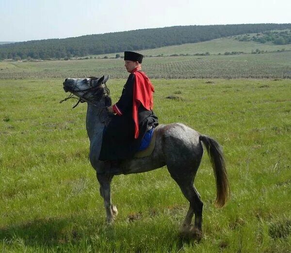 Донской казак на коне в степи. Донской казак в степи. Кубанские казаки в степи. Казаки на конях. Я буду скакать по холмам