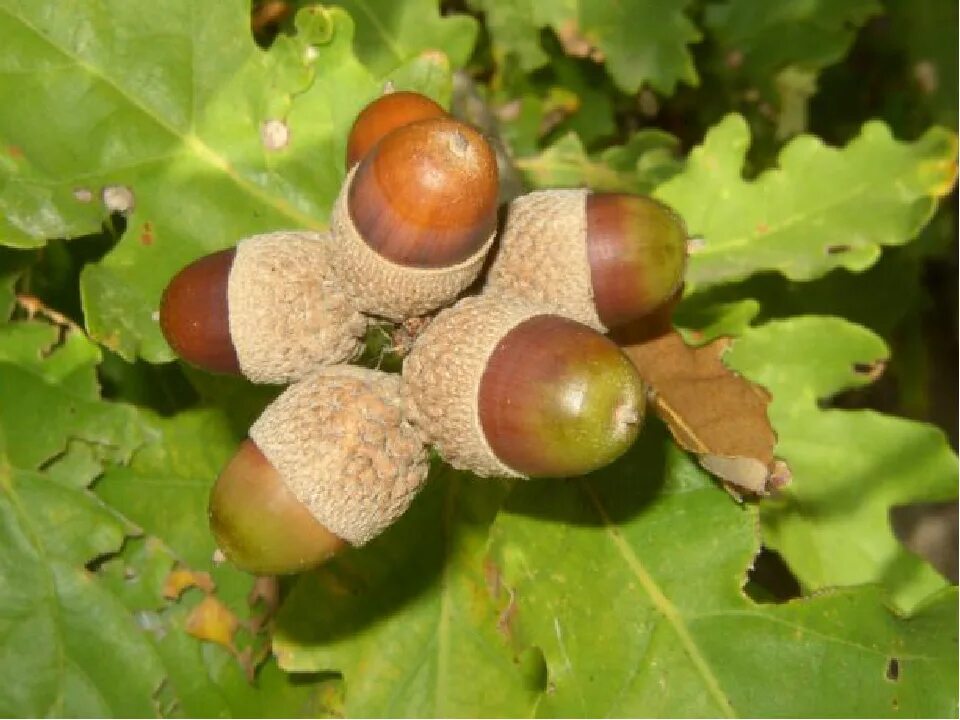 дуб черешчатый желуди. дуб черешчатый желуди. где растут желуди. семена дуба. каштан плод желудь.