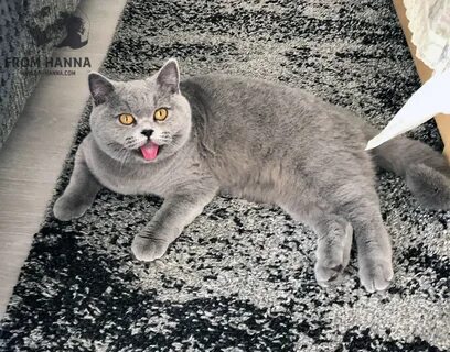 Котенок дышит ртом после игры