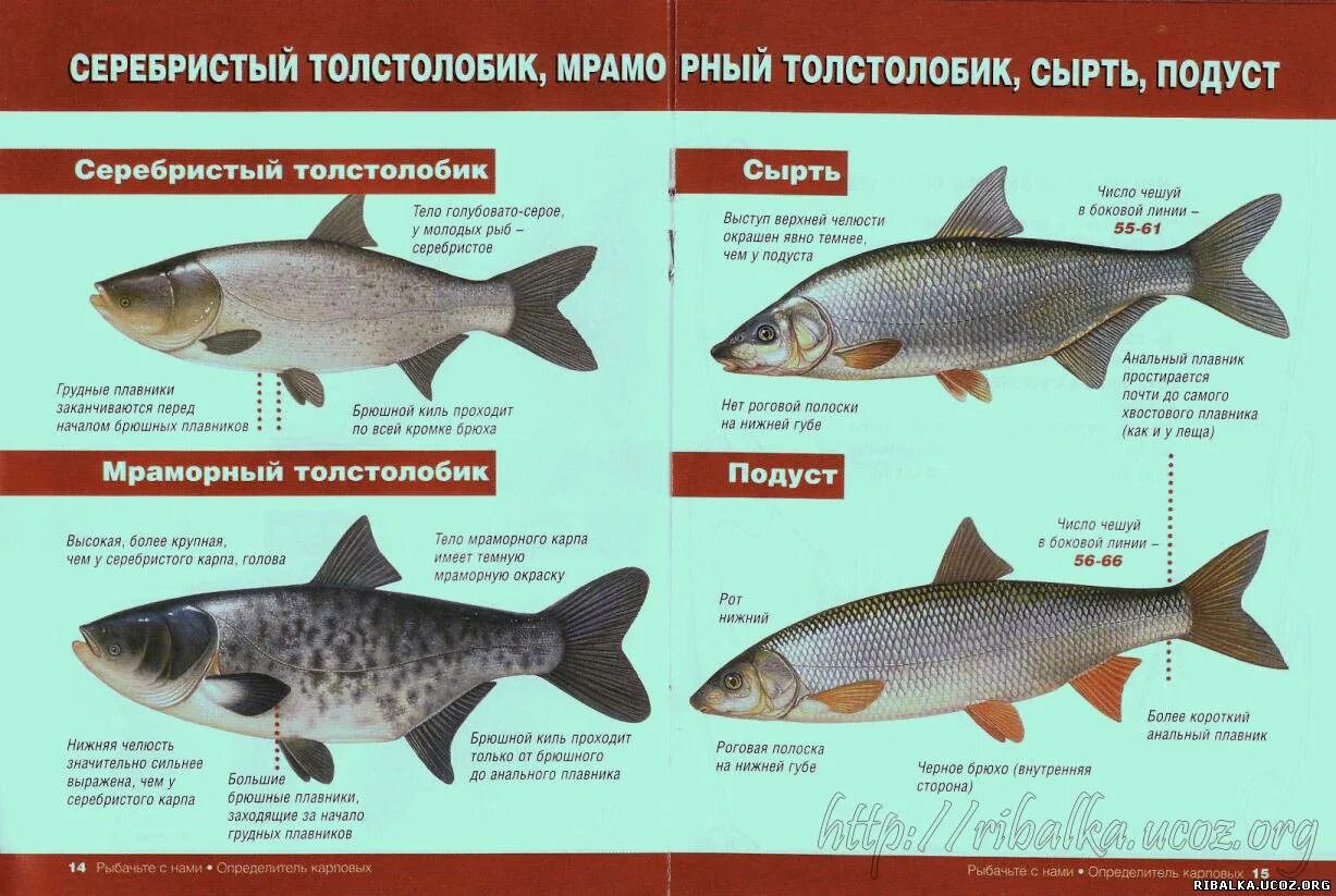 Виды рыб. Семейство карповых. Рыба из семейства карповых. Семейство карповых рыб список. Карповые какие рыбы