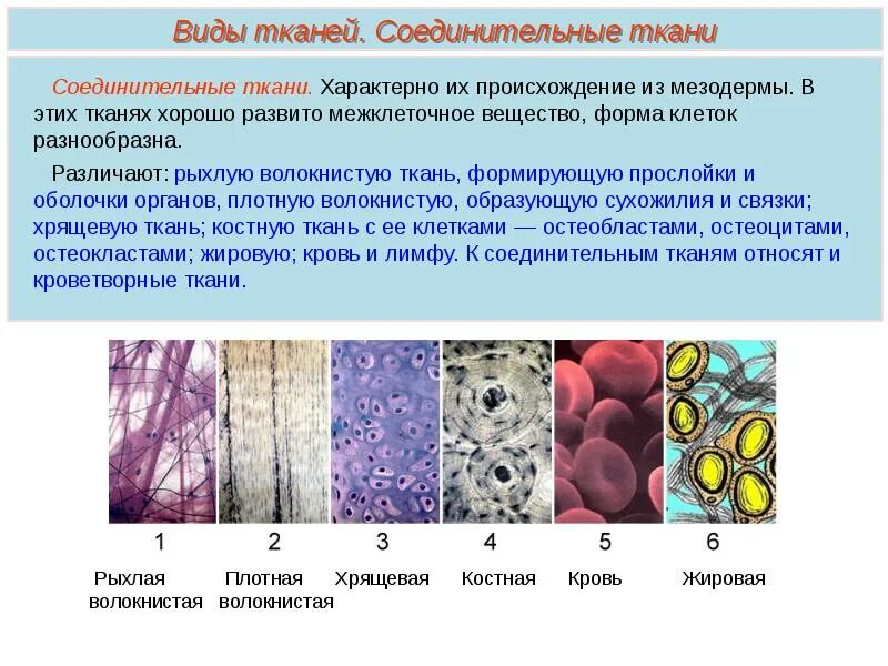 Соединительная ткань строение ткани. Типы волокон соединительной ткани таблица. Соединительная ткань биология 8 класс. Строение клеток соединительной ткани.