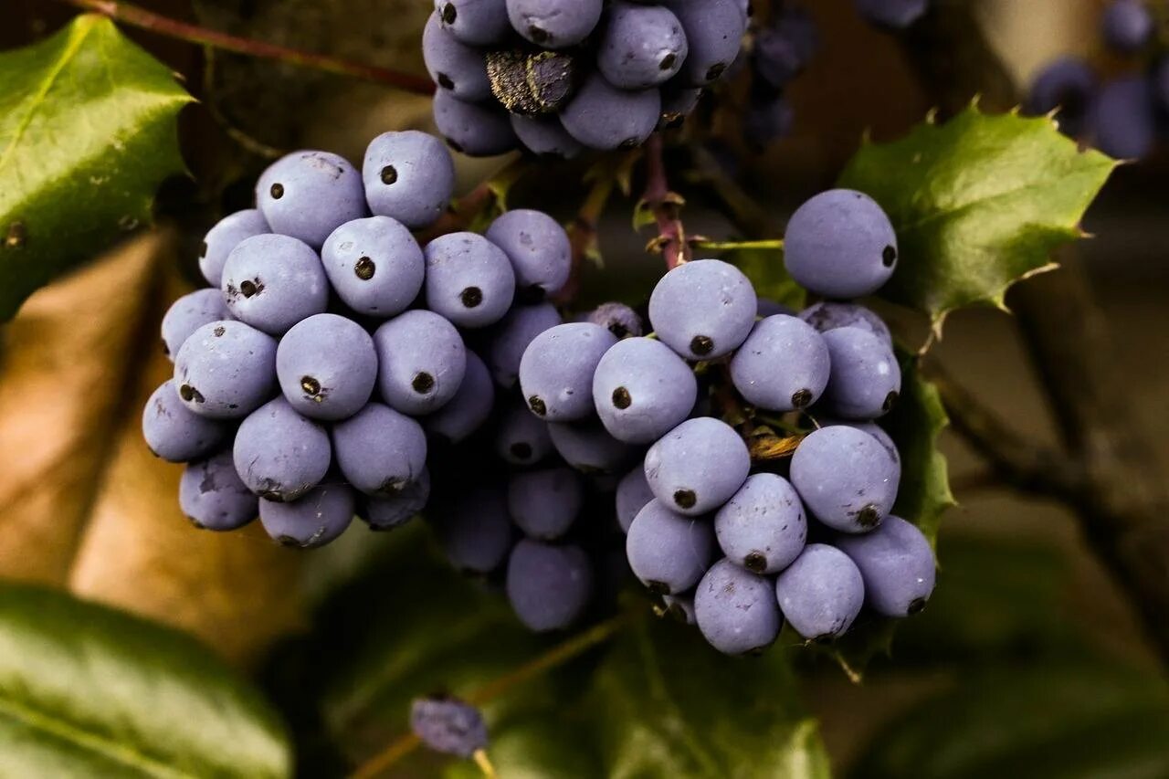 Виноград маленькие ягоды. Синяя ягода кустарник. Темно синяя ягода. Куст с синими ягодами. Фиолетовые ягоды.