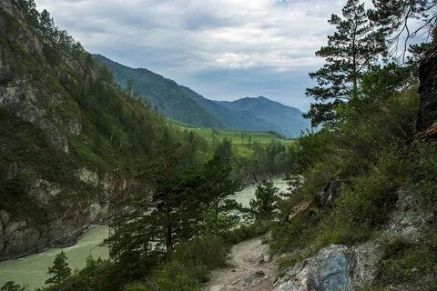 Фото чемала горный