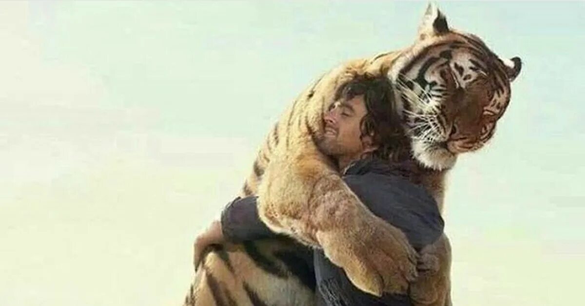 Обнимает тигра. Человек обнимает тигра. Тигр обнимается с человеком. Обнимашки с тигром.