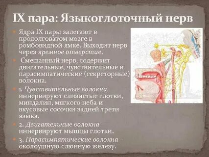 Черепно мозговые нервы языкоглоточный нерв