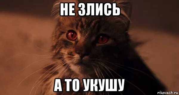 Ща наведем здесь. Кот Мем. Не злись. Не злись котик. Коты мемы.