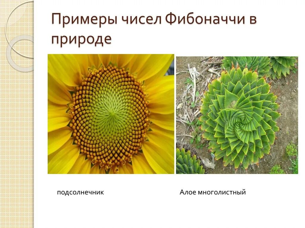 Формула фибоначчи золотое сечение. 62. Число фибоначчи золотое сечение. Последовательность фибоначчи в шишках. Числа фибоначчи рекуррентная формула.