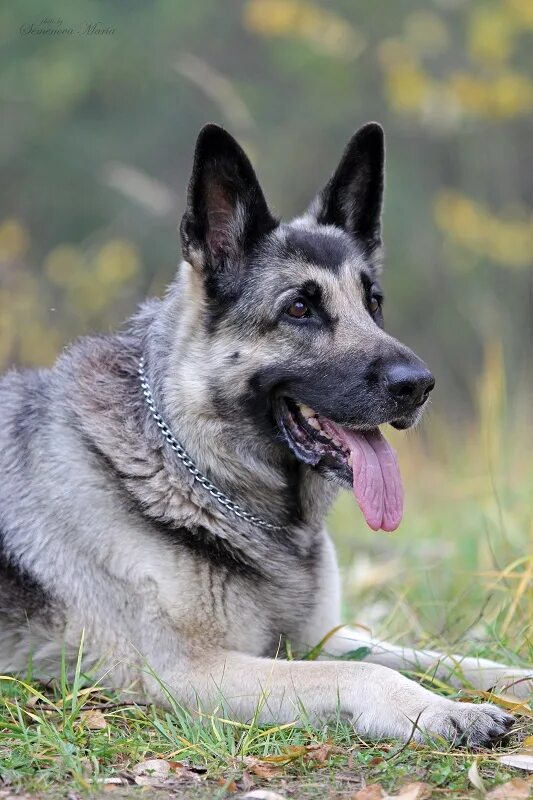 Восточноевропейская овчарка. Собака овчарка восточно европейская. Во точно европейская овчарка. Собака овчарка вео. Во точно европейская овчарка.