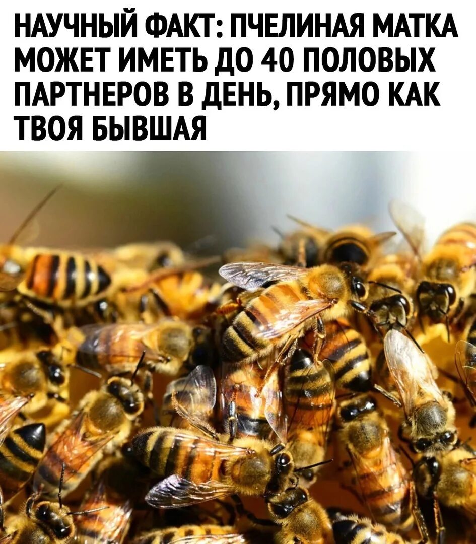 Копрофемия