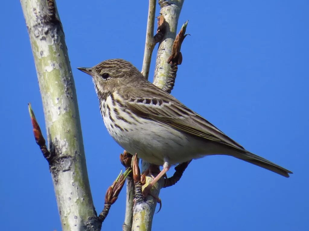 Перепелятник (Accipiter nisus). Птицы Сибири.