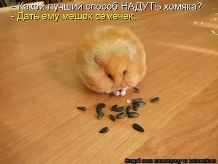 Семечки с хомяком