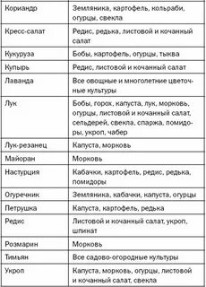 Морковь рядом свеклу можно сажать