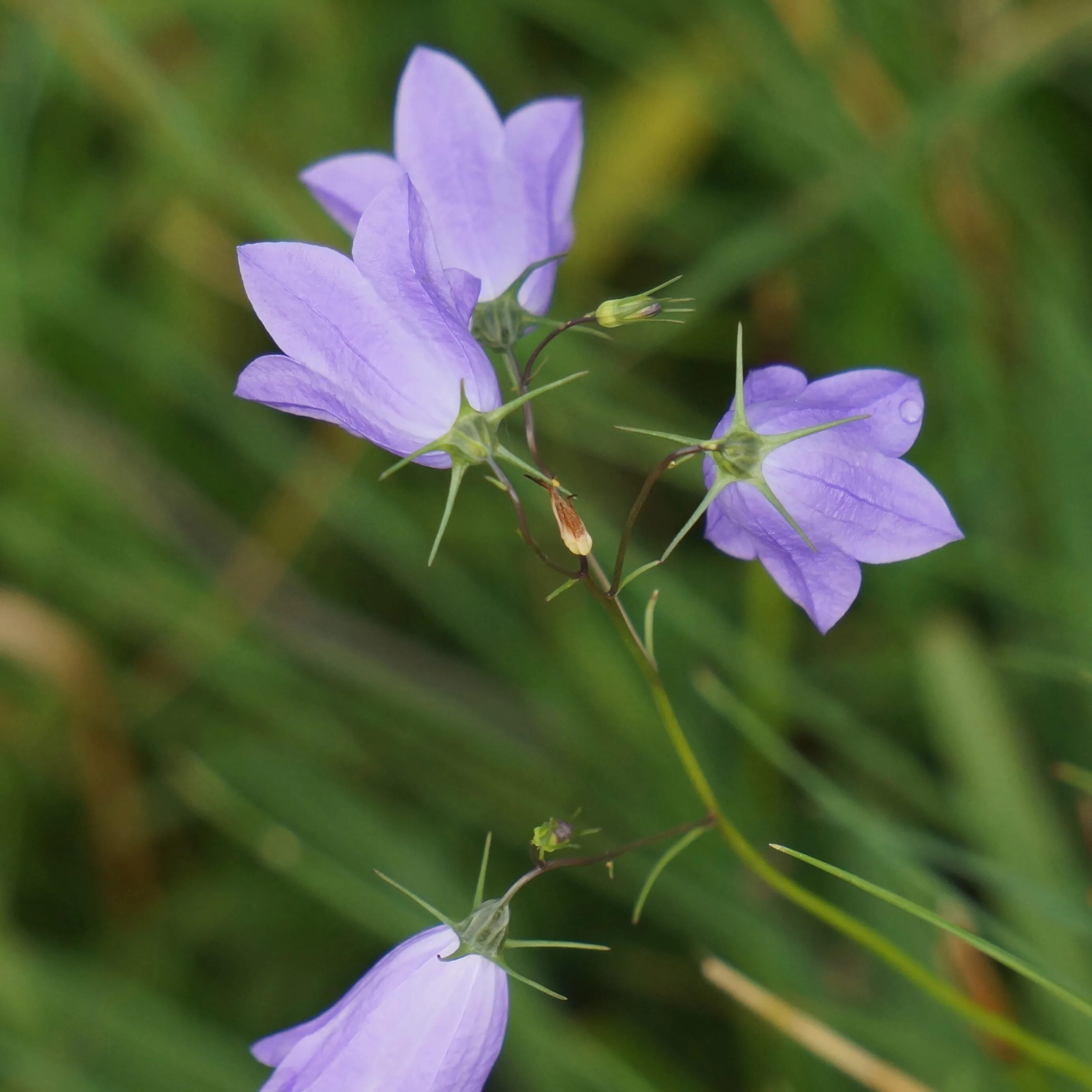 Колокольчик Кампанула Lilac. Колокольчик Безенгийский Campanula bessenginica. Колокольчик узколистный. Колокольчик тонколистный полевой.