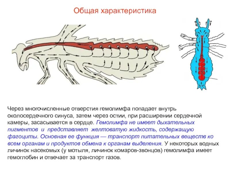 Содержит гемолимфу