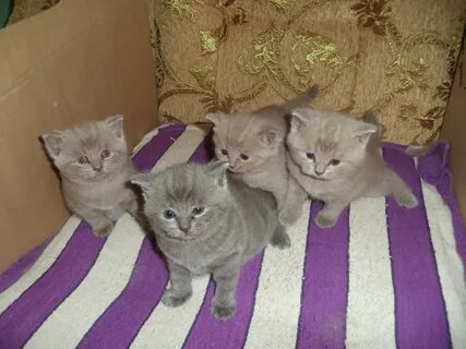 Авито котята псковская область